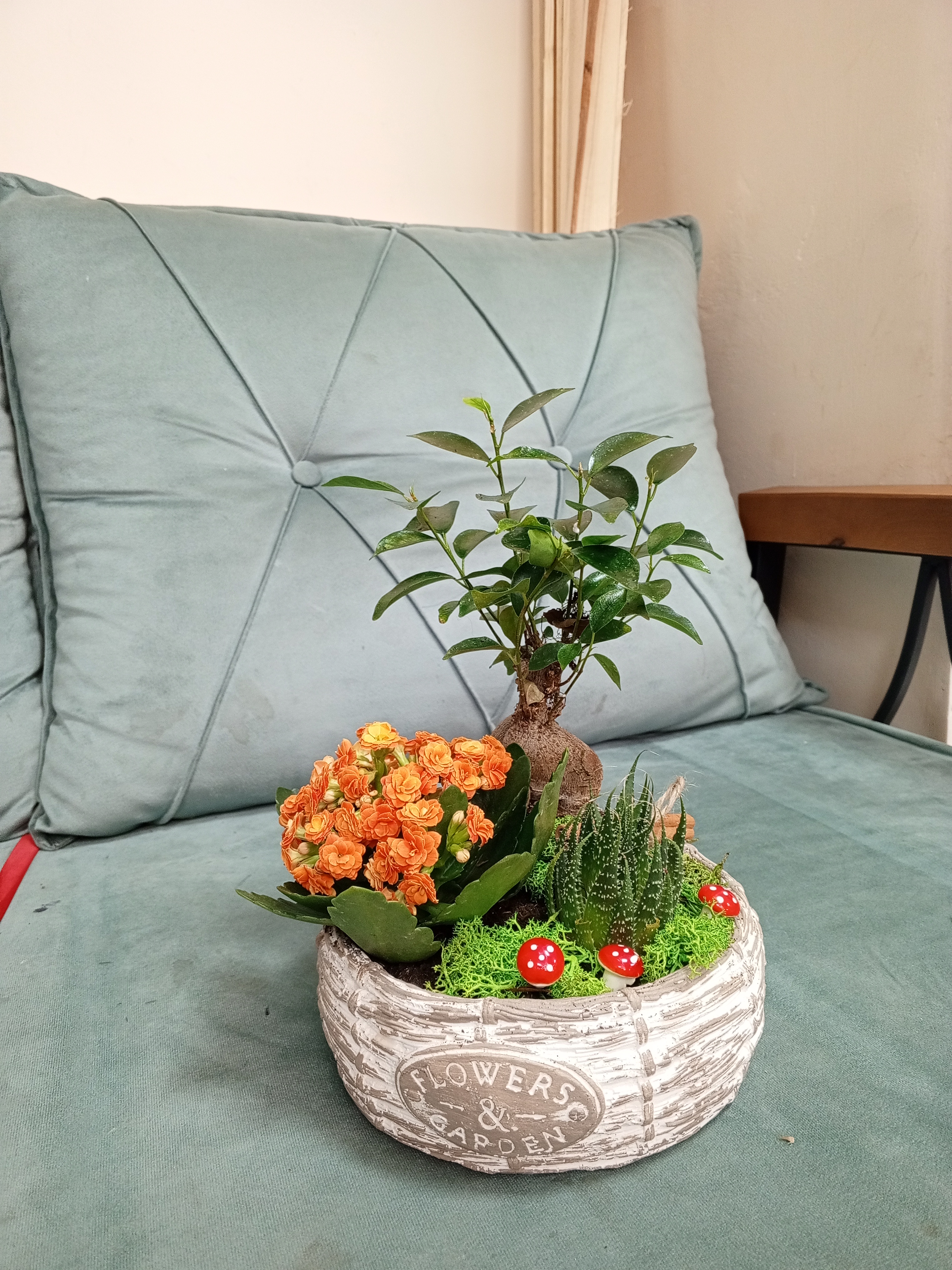 Taş saksıda bonzai ve kalancho