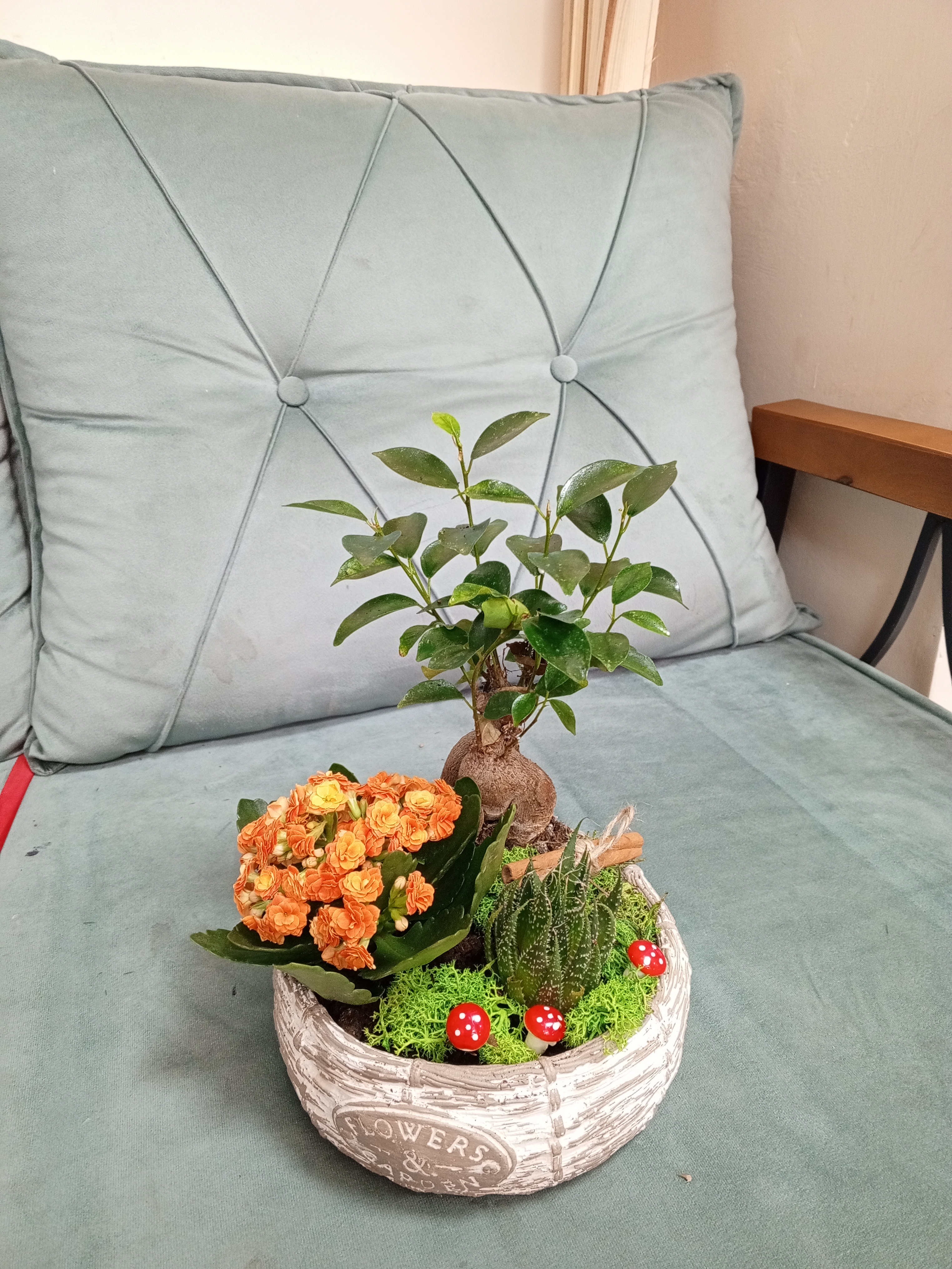 Taş saksıda bonzai ve kalancho